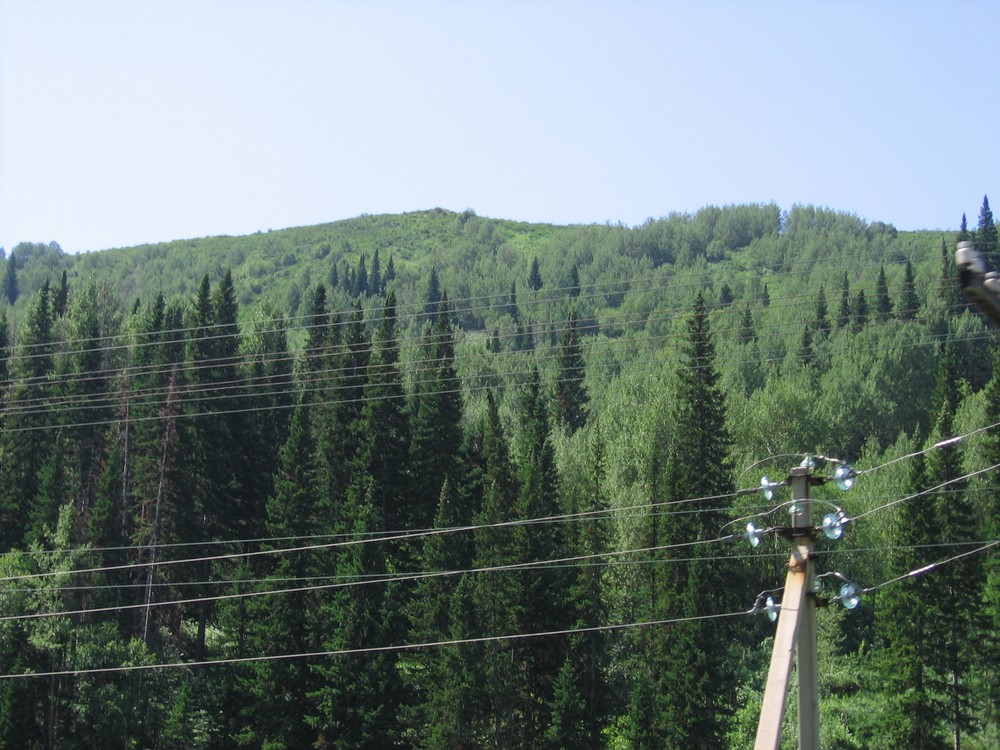 Лес