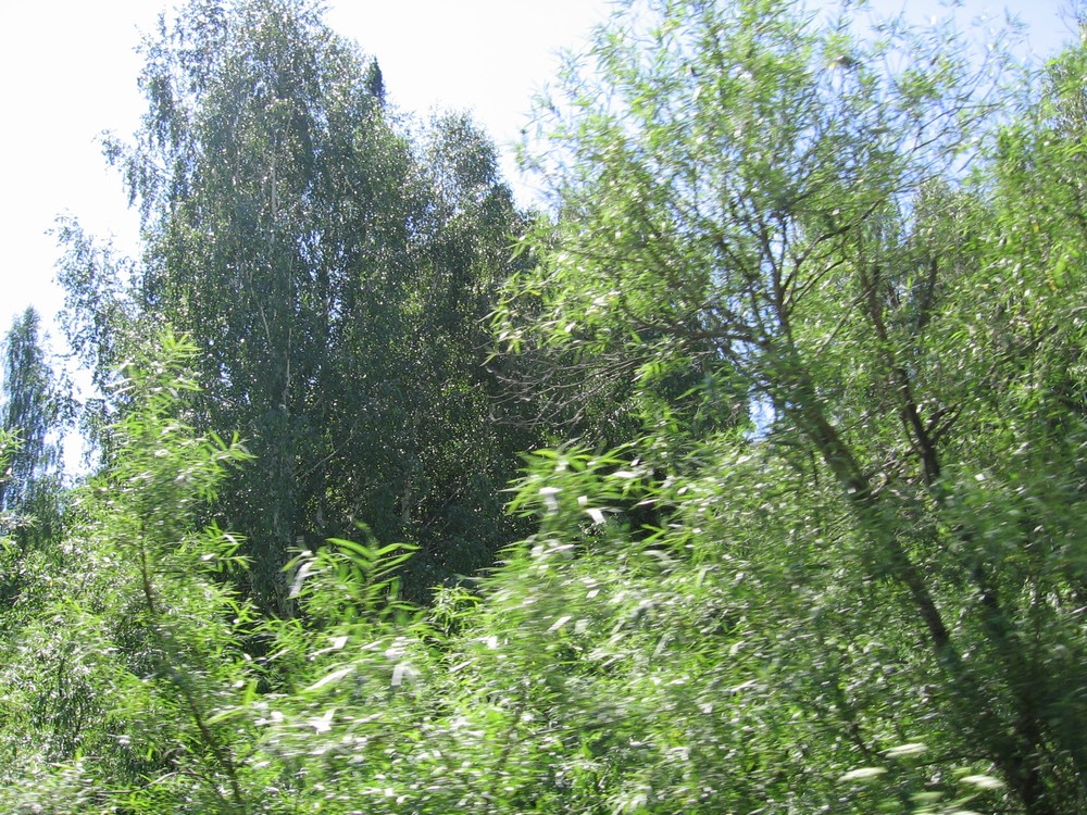 Лесная чаща