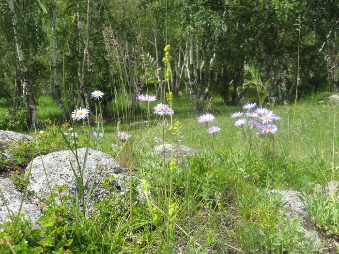 Ромашки