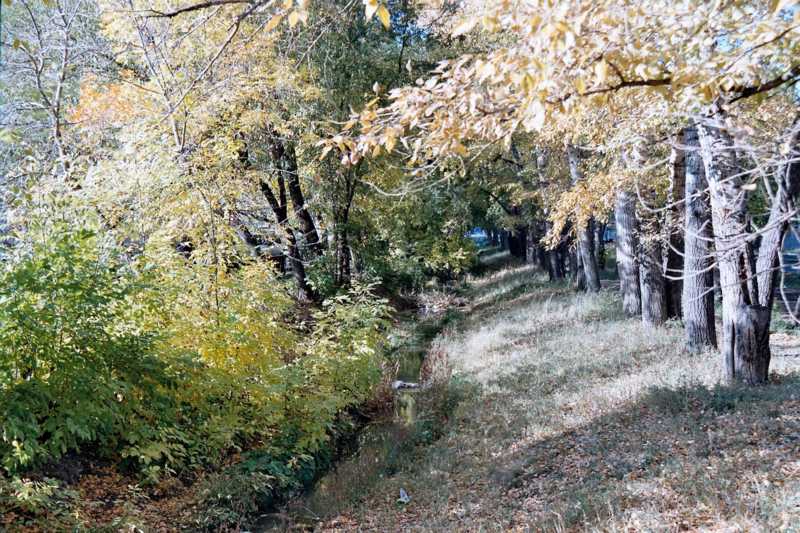 Лес